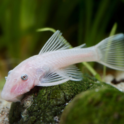 Ancistrus sp. Snow white